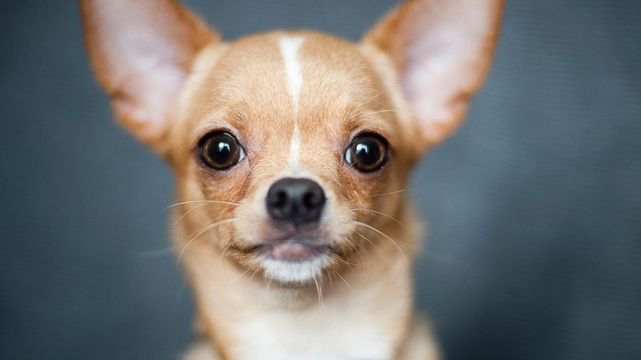 Peter Wouters (beweging.net): "Het middenveld is geen chihuahua"